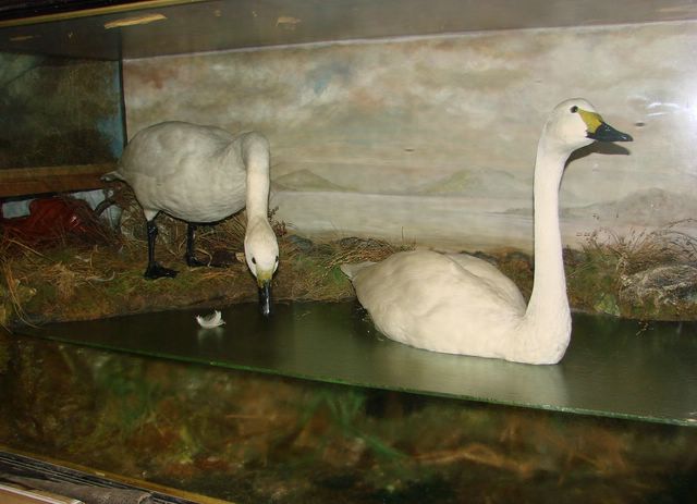 bewickswans [640x480].jpg